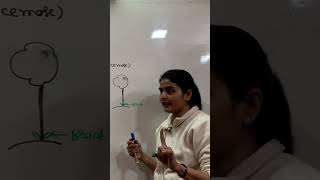 Bract amp Bracteole amp Epicalyx neet 11thbiology plantmorphology shortvideo neet2024 [upl. by Atnahs]