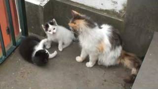 ADORABLE KITTENS AND THEIR MOTHER [upl. by Theodosia]