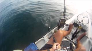 Kayaker gets a surprise visit from a shark [upl. by Merton]