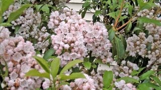 Mountain Laurel  More Than a Rhododendron  Kalmia latifolia [upl. by Amena]