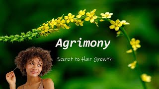 The benefits of Agrimony for hair growth [upl. by Aitahs]