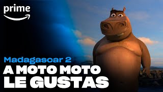 Madagascar 2  A Moto Moto le gustas  Prime [upl. by Hepsiba]