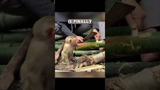 Monkey  A monkey stuck in a bamboo monkey monkeyvideo monkeybaby animal animals animalshorts [upl. by Anaer]