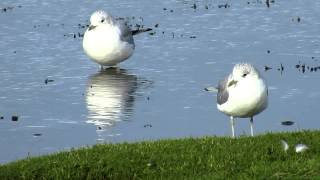 Common Gull [upl. by Golub379]