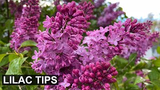 4 Expert Tips for Spectacular Lilac Blooms [upl. by Anahcra620]