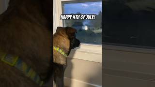 Dog watching fireworks🤩 Happy 4th of July🇺🇸💖😃 dogs fireworks 4thofjuly cutedogs shorts [upl. by Eillek]