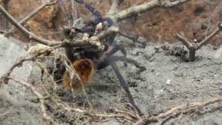 Chromatopelma cyaneopubescens beim Spinnen HD [upl. by Edorej391]