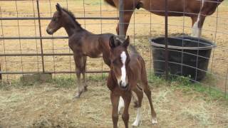 Baby Twin Horses Bucky amp Lucky [upl. by Oilasor]