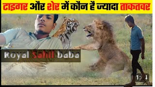 Gar par tiger vs lion ki panting ko kese degoret kare ll tiger vs 🦁 lion king [upl. by Tracay]