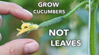 My Clever Ways to MANIPULATE Cucumbers to Produce Early Often and Nonstop [upl. by Anilas875]