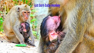 New life is coming Monkey Mandy worked exhaustively to give birth a newborn baby [upl. by Pickar]