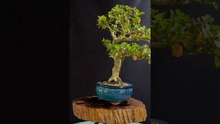 Bonsai Buxus Sempervirens Buxinho  Caldas Bonsai caldasbonsai bonsai artedobonsai bonsaitree [upl. by Reeva899]