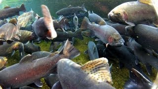 Urban Trout Fishing Manchester Iowa [upl. by Eifos380]