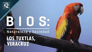 Los Tuxtlas Veracruz [upl. by Yejus]