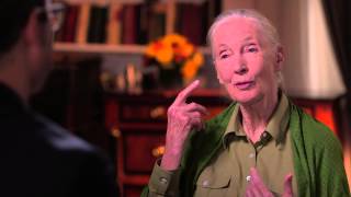 Dr Jane Goodall Interview Last Week Tonight with John Oliver HBO [upl. by Leuams10]