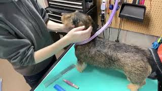 Grooming the head of a Wirehaired Dachshund [upl. by Leif]