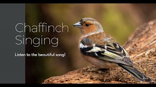 Chaffinch singing and chirping [upl. by Marler]