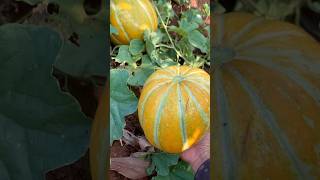 How to grow MelonGrowing Watermelonfruit [upl. by Enyamert]