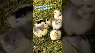 Blue Exchequer Leghorn chicks 💙🐥 Küken der Exchequer in BlauWeißgescheckt  3 Tage alt pollitos [upl. by Osgood]