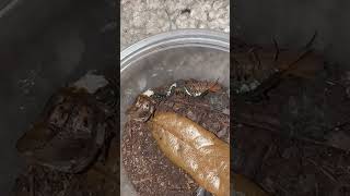 Scolopendra cingulata ‘Agria’ Pling Eating [upl. by Tavish]