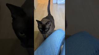 The Burmese cat is loud and will demand attention [upl. by Collyer]