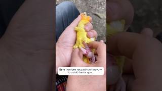 Encontró un huevo y lo cuidó animals origenmascotas sabiasque [upl. by Illil]