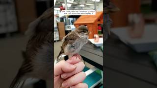 This family rescued a newborn sparrow that had no mother and adopted it animalshorts [upl. by Luciano]