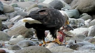 Bald Eagle Feeding on Salmon  Squamish Eagles [upl. by Leksehc]