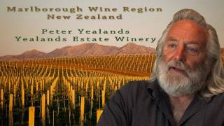 Marlborough Sauvignon Blanc Wine Region New Zealand Travel Video Guide [upl. by Thesda66]