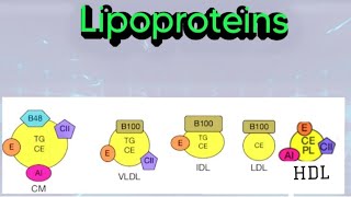 Lipoproteins Chylomicrons VLDL LDLHDL biochemistry metabolism lipid lipoprotein [upl. by Furey]