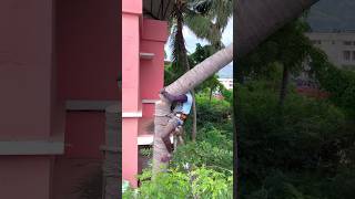 Tree cutter Arul kaniyakumari top tree cutter [upl. by Stenger]