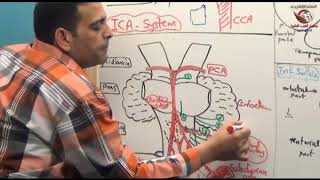 15 Arterial Supply of brain  د أحمد الزيني [upl. by Fraya203]