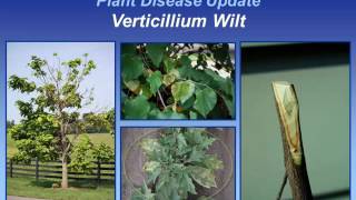 Verticillium Wilt [upl. by Eitsim338]