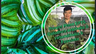 คล้าใบตอง และผองเพื่อน Prayer Plant EP15 Calathea orbifolia amp rotundifolia amp Fasciata [upl. by Cassella]