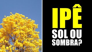 IPÊ GOSTA DE SOL OU SOMBRA [upl. by Goar]