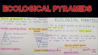 Ecological pyramids  Ecological pyramids in ecosystem  Ecological pyramids and its types [upl. by Occor]