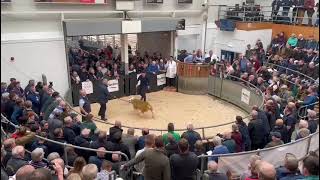 🔥 Big sale Texel excitement at Lanark—£60k [upl. by Keel679]