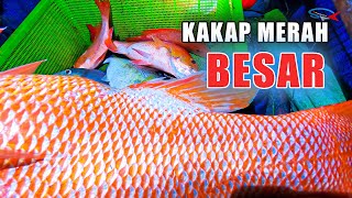 MANCING DI LAUT Mancing ikan kakap merah [upl. by Navaj94]