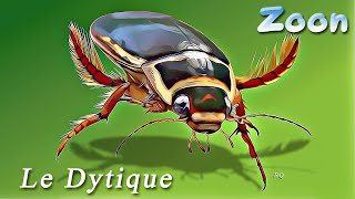 Le Dytique bordé  The great diving beetle [upl. by Hsirrehc376]