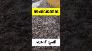 ചൈനാക്കാരുടെ കൃഷി രീതി integrated rice crab farming malayalam shorts [upl. by Irmina]