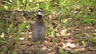 Bobwhite Quail Visiting and Leaving [upl. by Butterfield443]