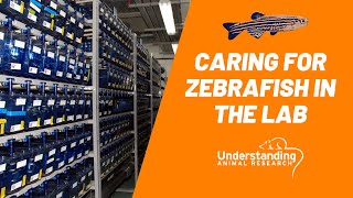 5 ways to care for zebrafish [upl. by Ianteen]