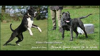 Nadja de la Arena  Perro de Presa Canario  AVD eV [upl. by Dlarej]