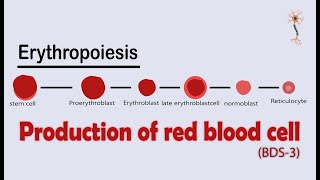 Hematology  Erythropoiesis Red Blood Cell Formation Part 2 [upl. by Anelrats961]