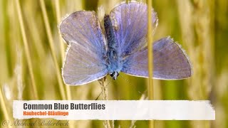 Common Blue Butterflies Polyommatus icarus  HauhechelBläulinge [upl. by Acinom219]