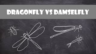 Differences between Dragonflies and Damselflies  Entomology [upl. by Llenrub]