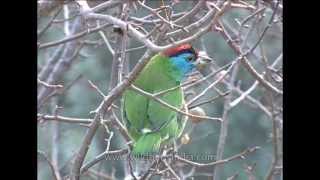 Bluethroated Barbet is found in Indian Subcontinent and Southeast Asia [upl. by Kirby]