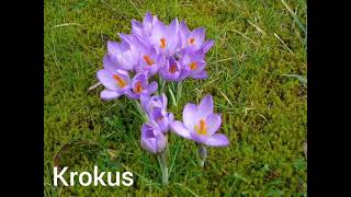 Het gebaar krokus [upl. by Puklich]