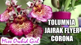 Tolumnia Jairak Flyer Corona Orchid  I am in love [upl. by Ailb]