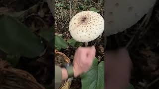 Big Macrolepiota Procera Şemsiye mantarı [upl. by Tabbatha]